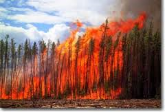wild fire AB 2016 trees 660news com